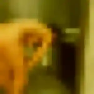 Tania, 29 ans, connectée à Bazouges-la-Pérouse pour une rencontre coquine