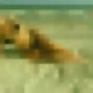 Photo exclusive de Roxane, 43 ans à Tarbes - rencontre coquine